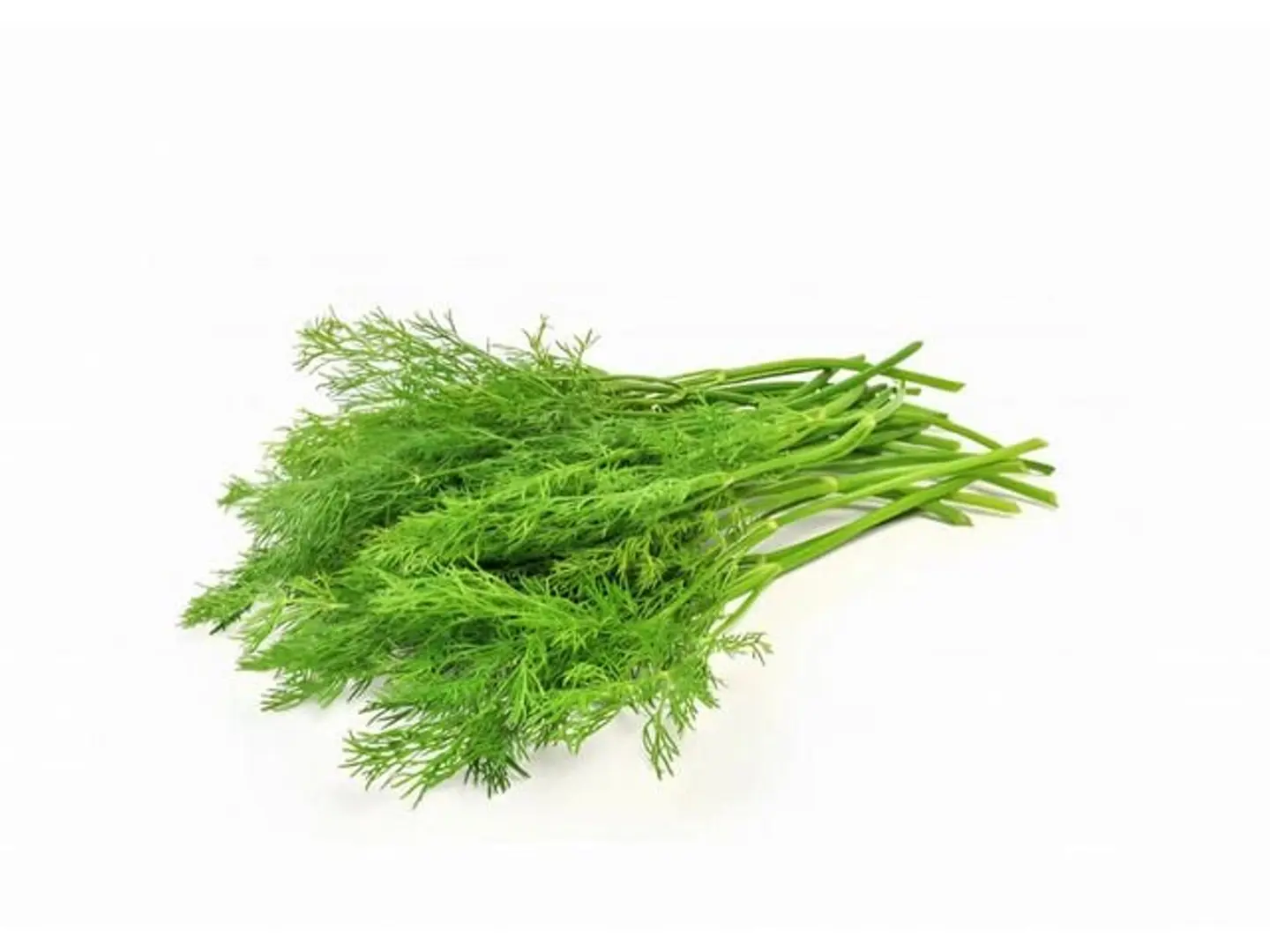 Dill 1 Bundle