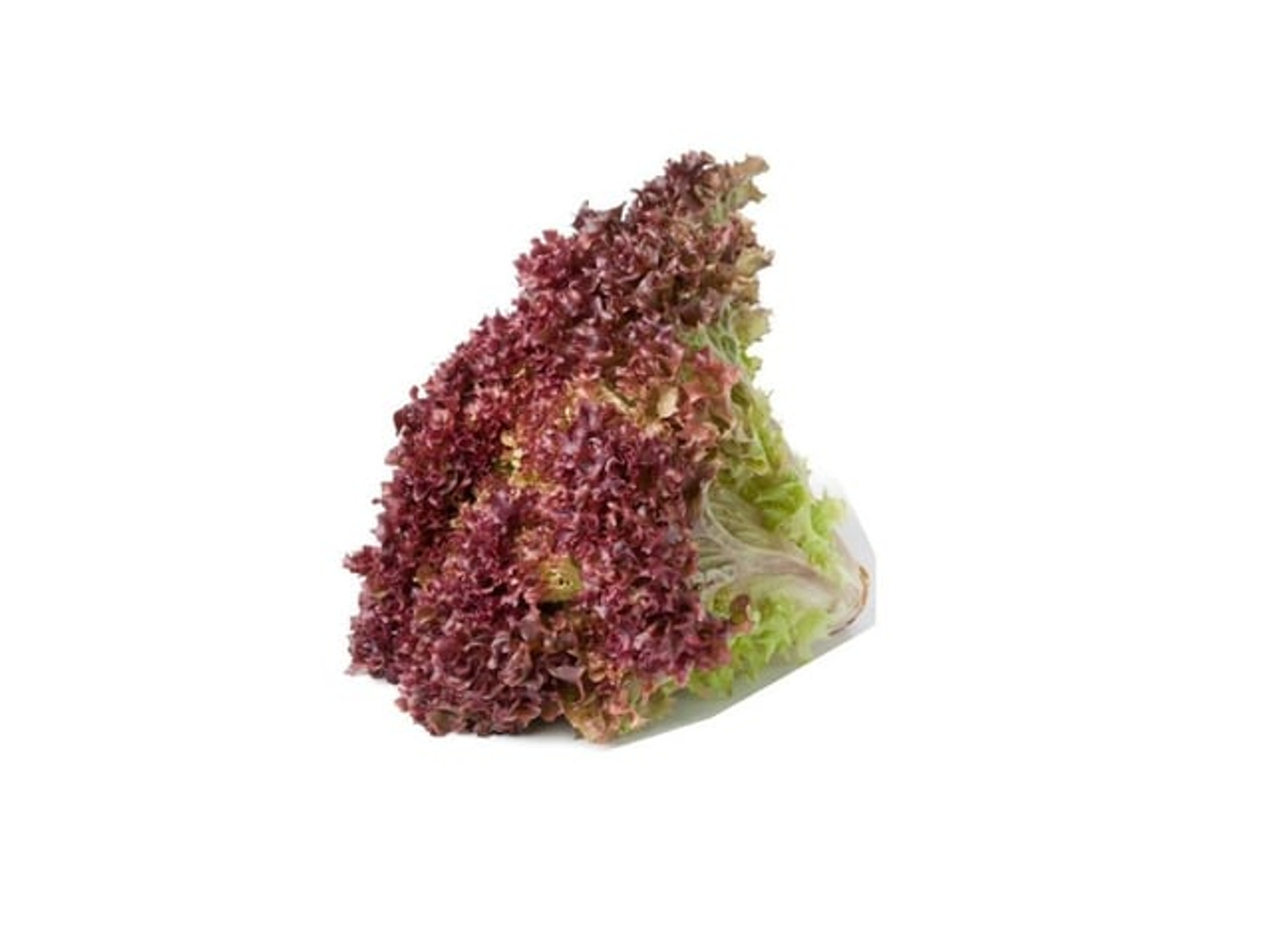 Lollo Rosso Lettuce