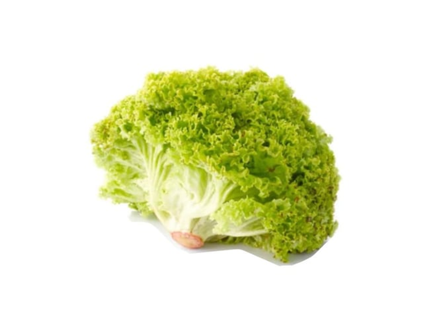 Lollo Bionda Lettuce