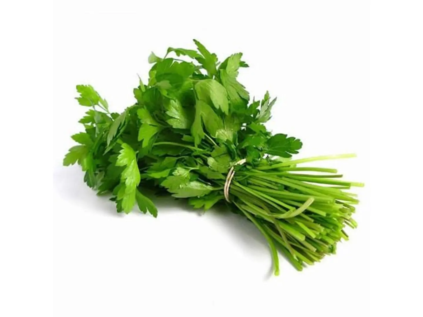 Coriander 1 Bundle