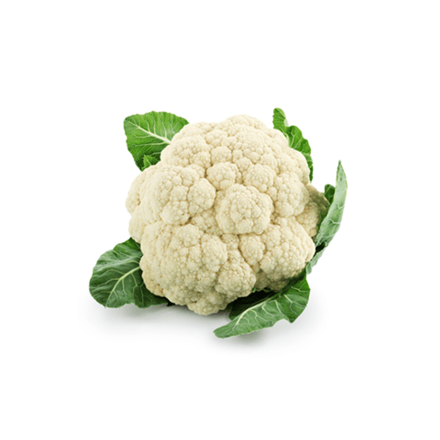 زهره حبة