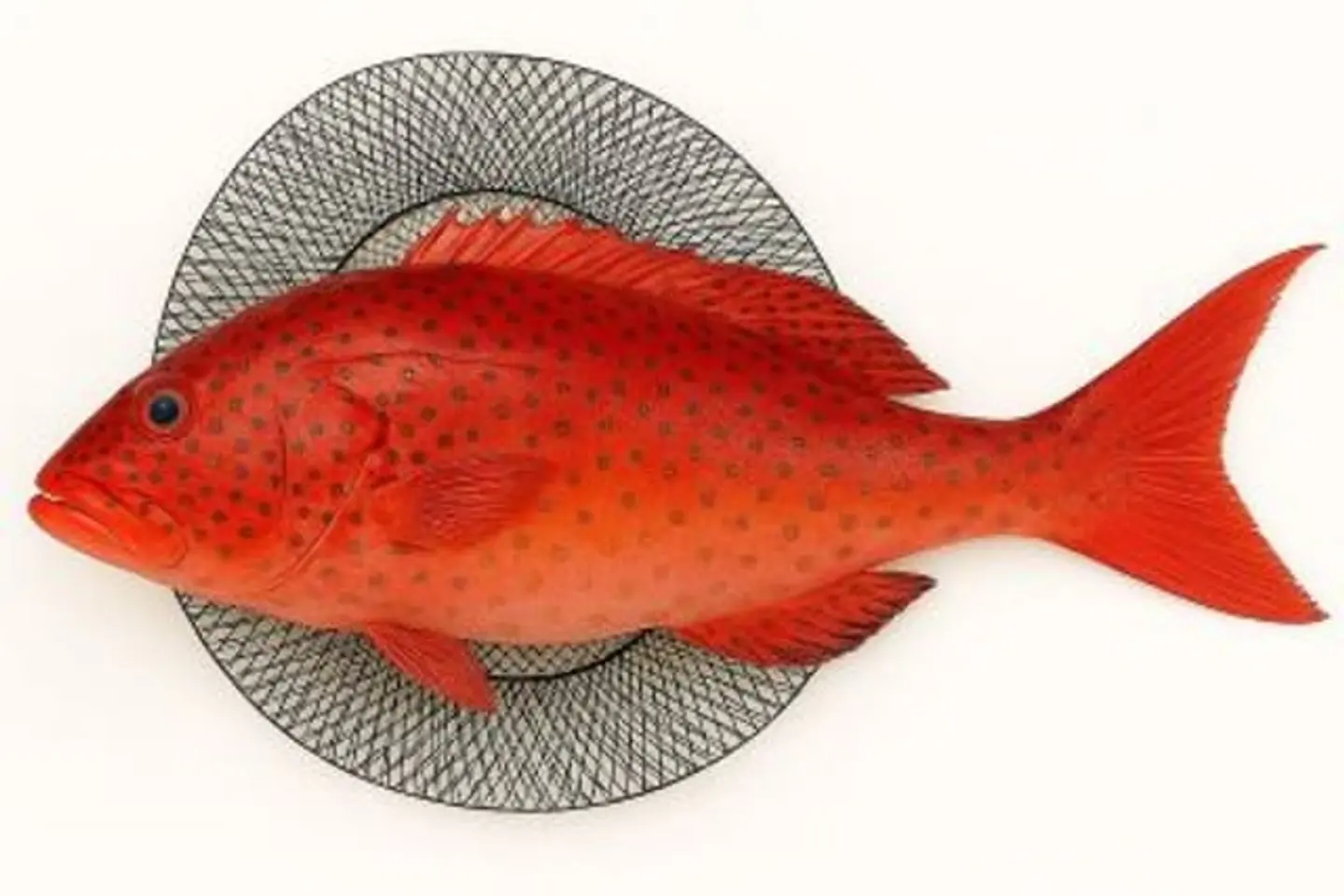 ناجل حر جدة