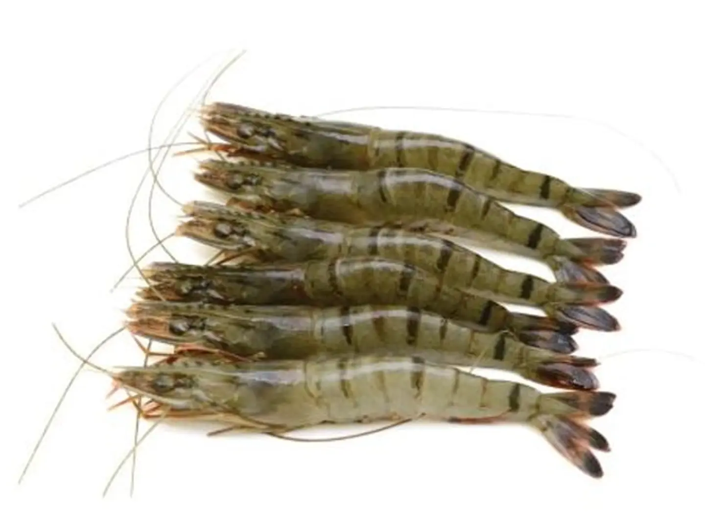 جمبري كبير 15