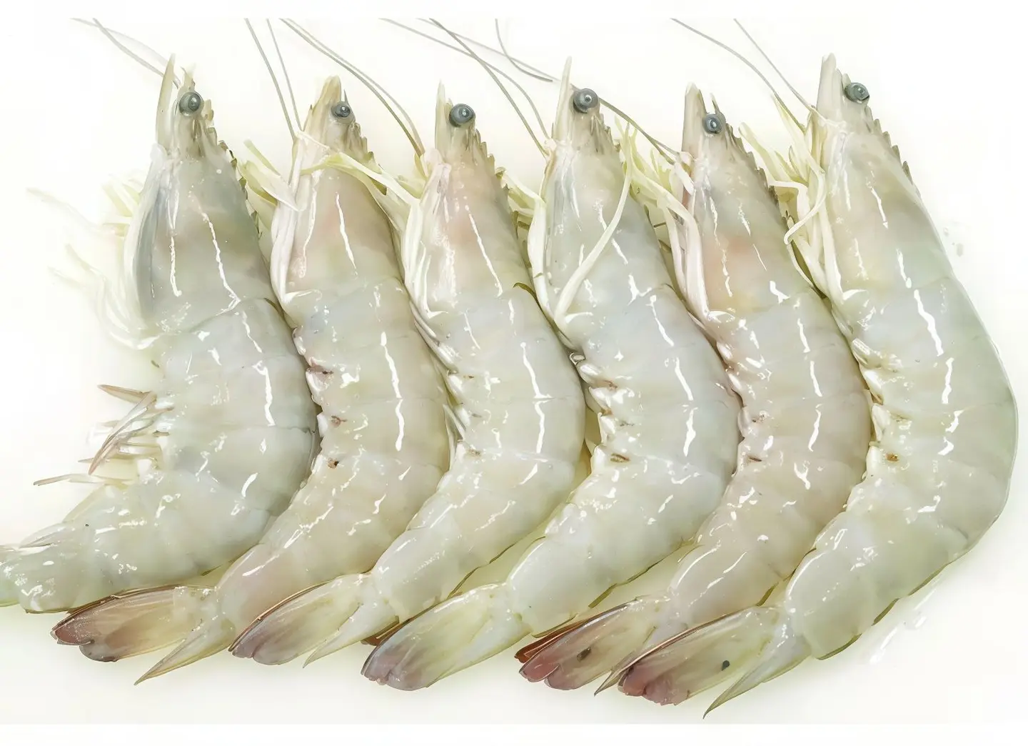 جمبري وسط20 -30