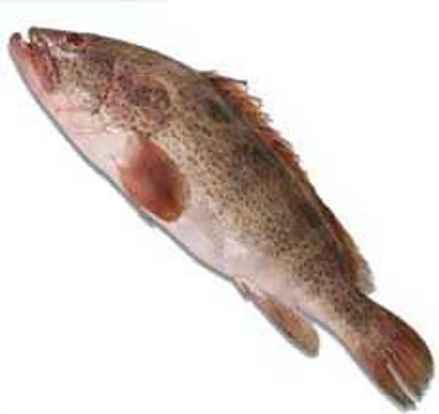 Hamour Fish Fraid 1000 Gm