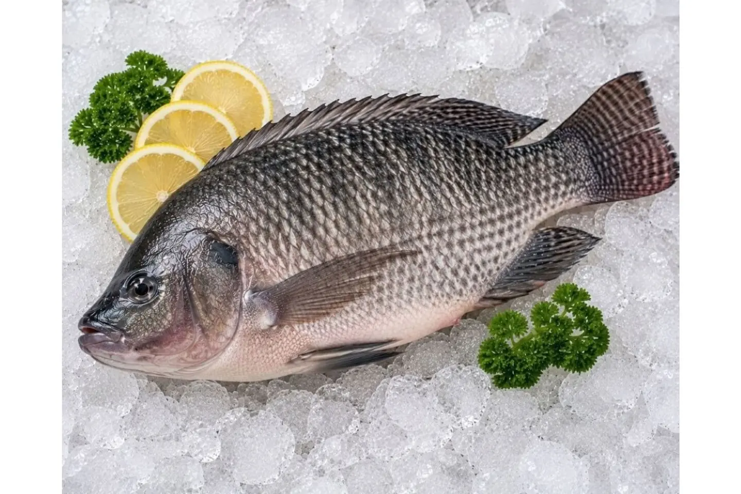 Tilapia