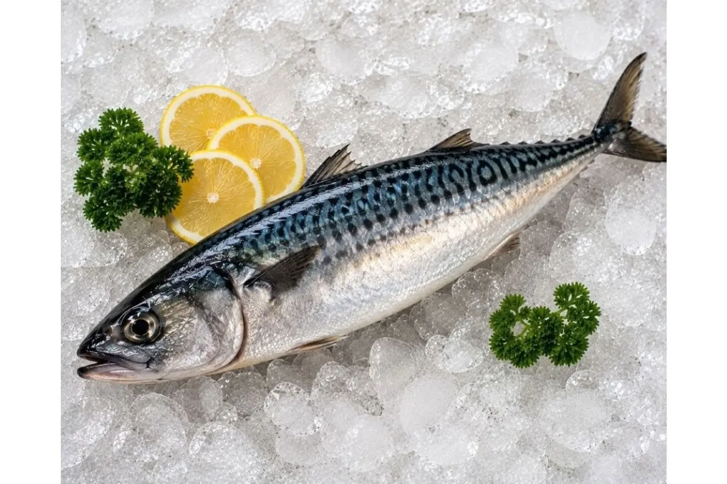 Mackerel