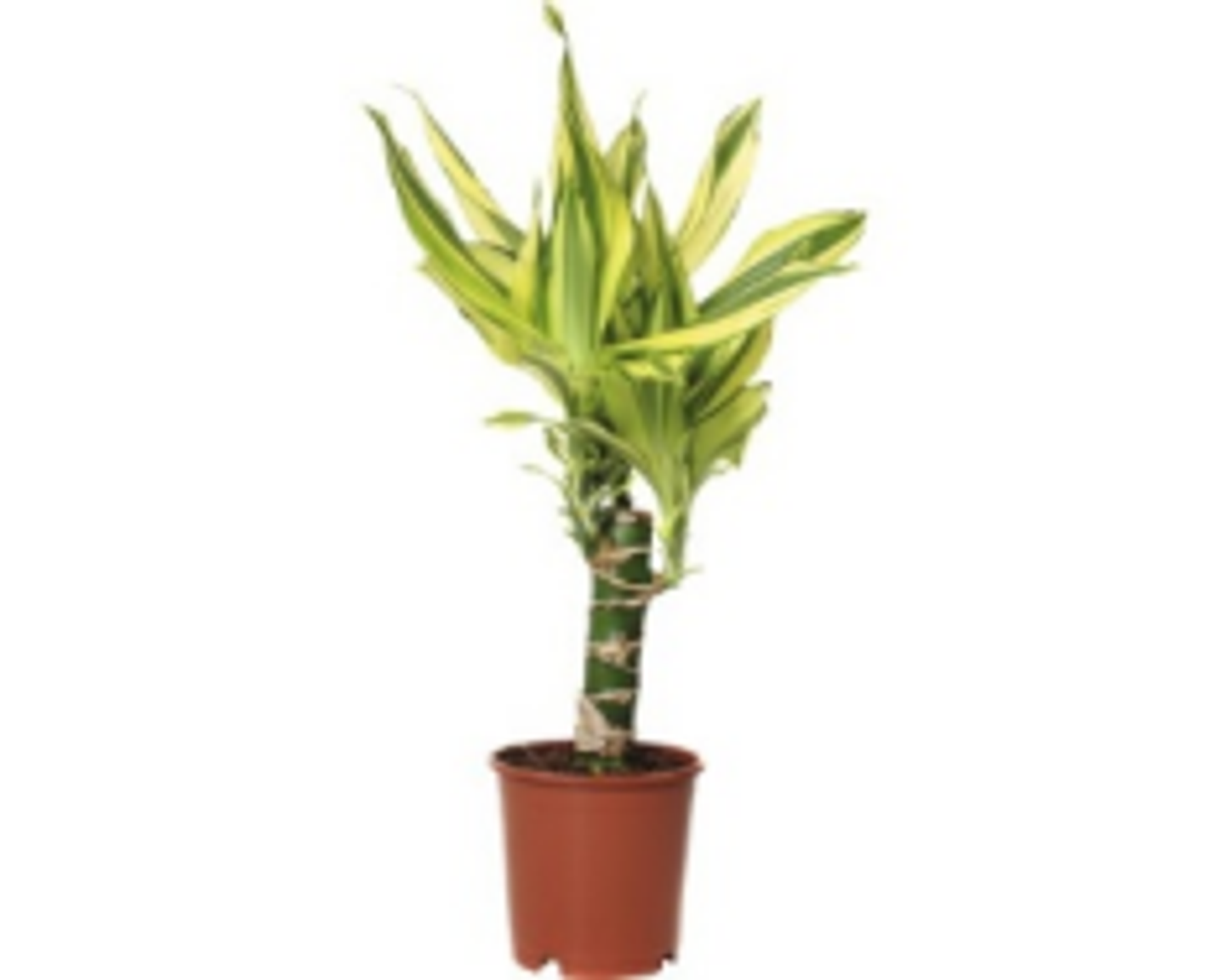Dracaena Fr.Yellow Coast P11 H40