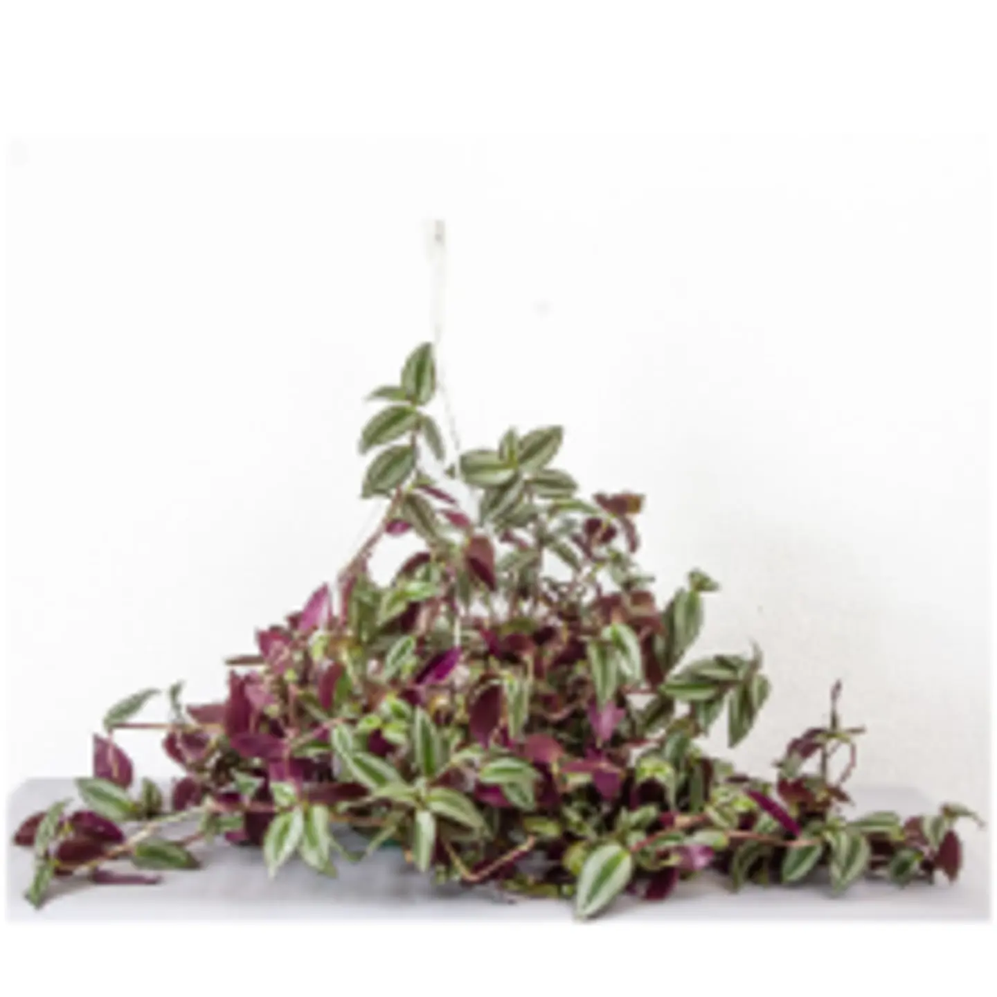 Tradescantia Zebrina Hang 14