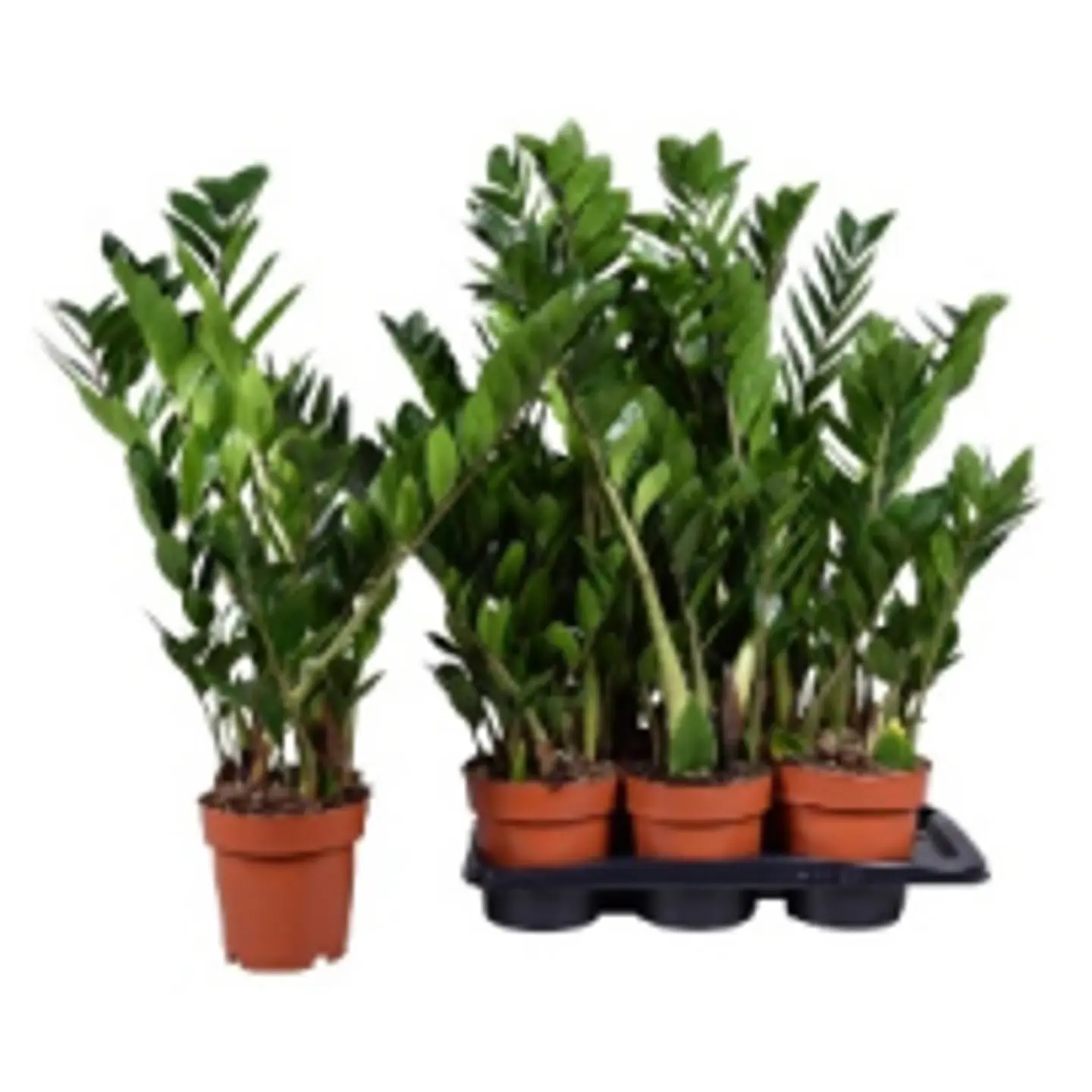 Zamioculcas Zamiifolia P12 H40