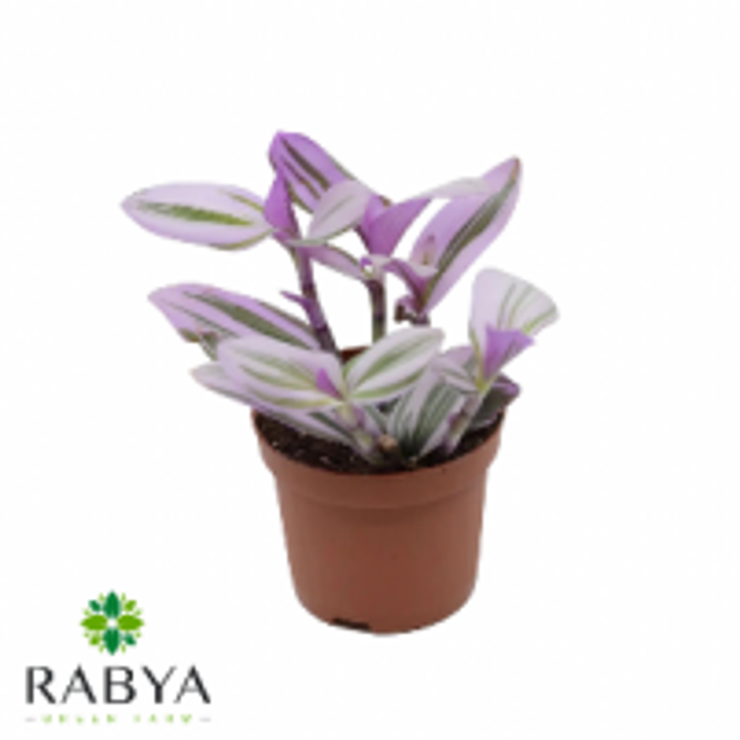 Tradescantia Nanouk Hang P.14