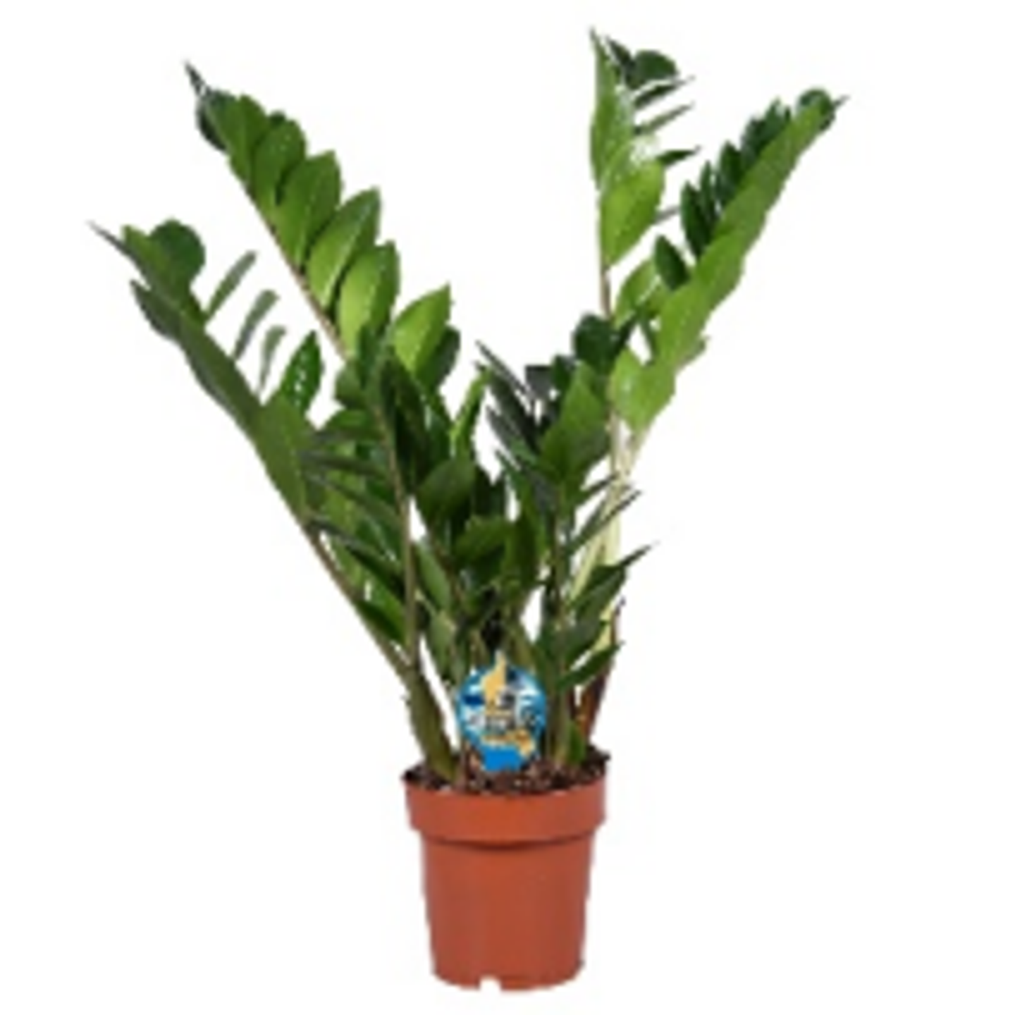 Zamioculcas Zamiifolia P14 H60
