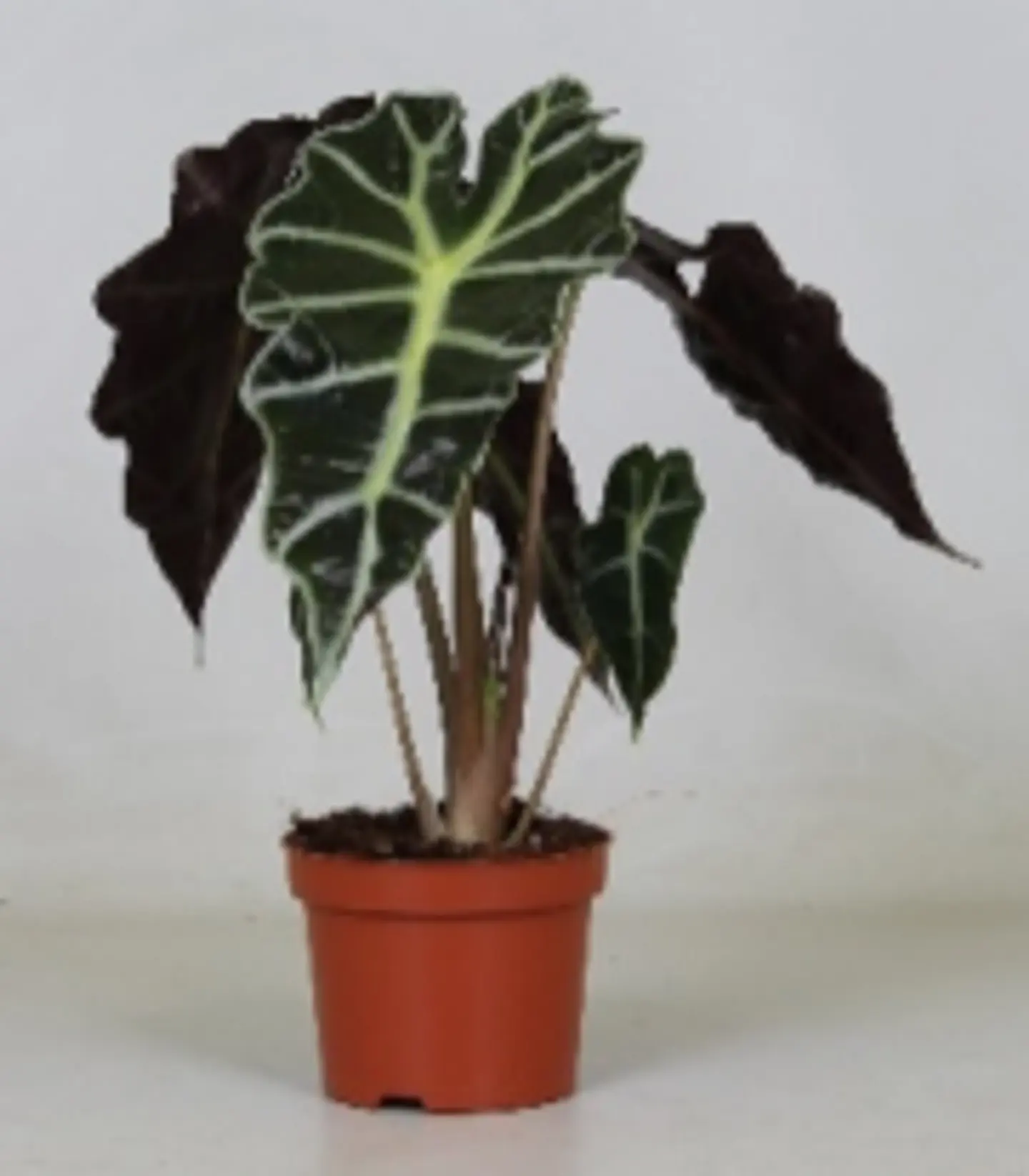 Alocasia Polly P12