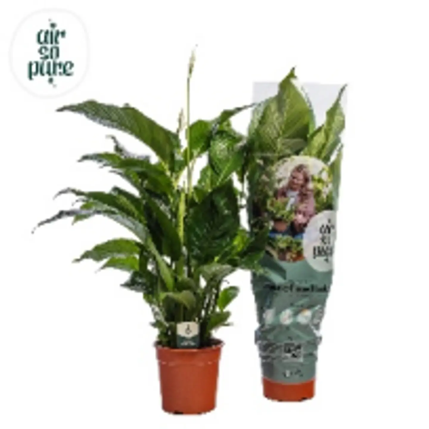 Spathiphyllum Sweet Chico P13 H55