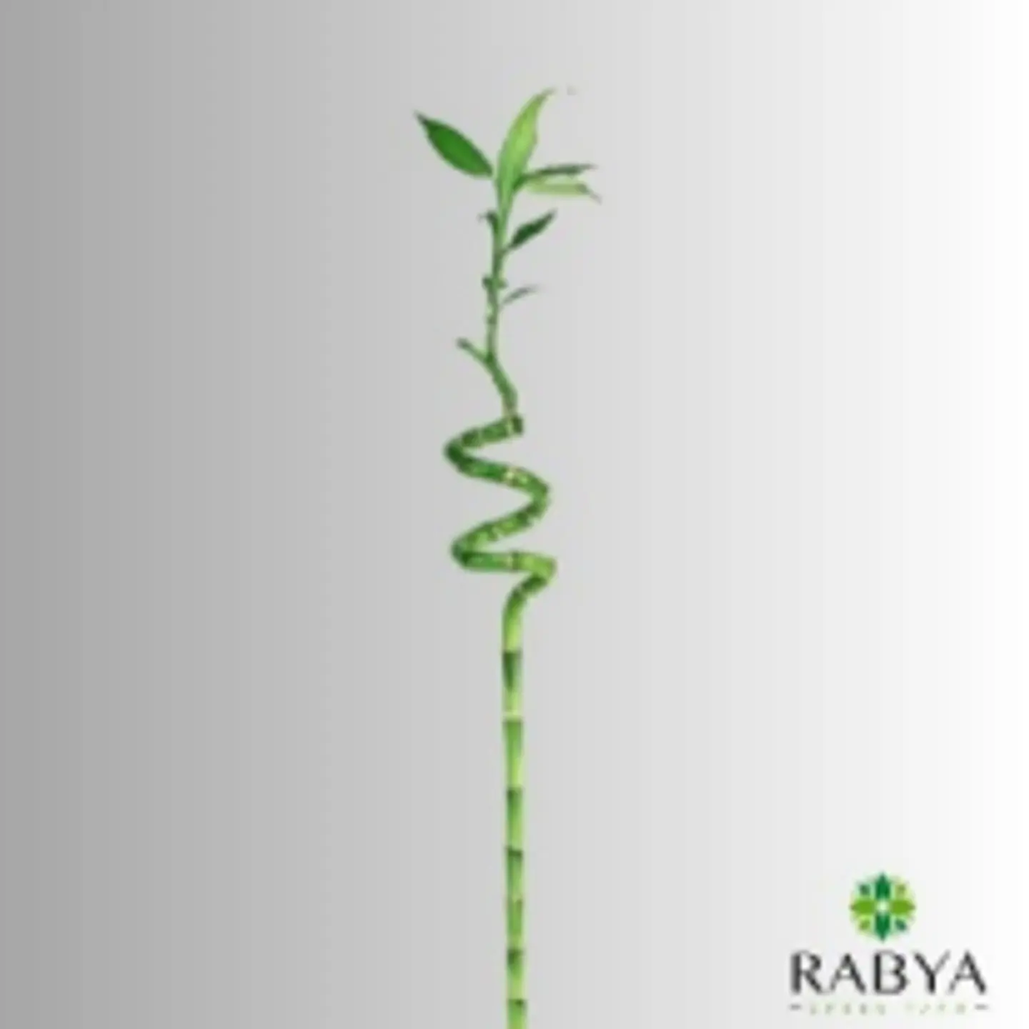 Curly Bamboo Small
