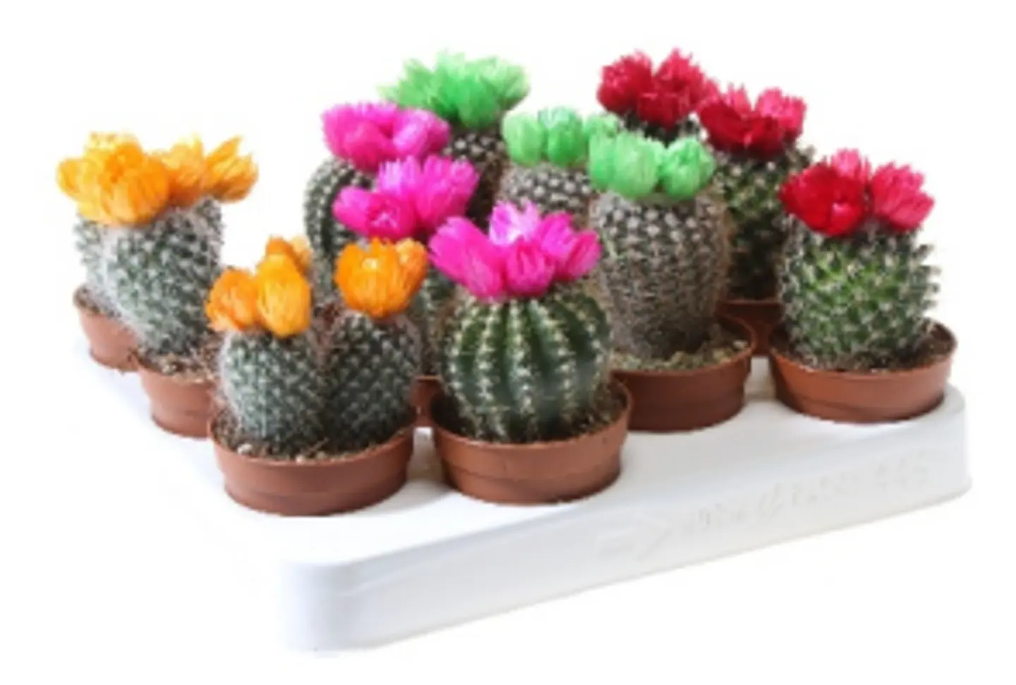 Cactus Decorated P5.5 H8