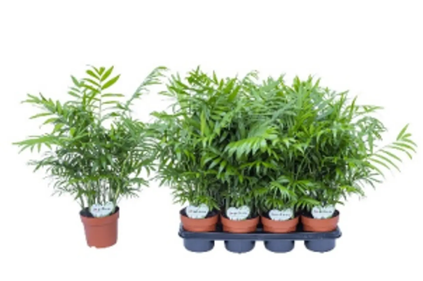 Chamaedorea Elegans P12 H30