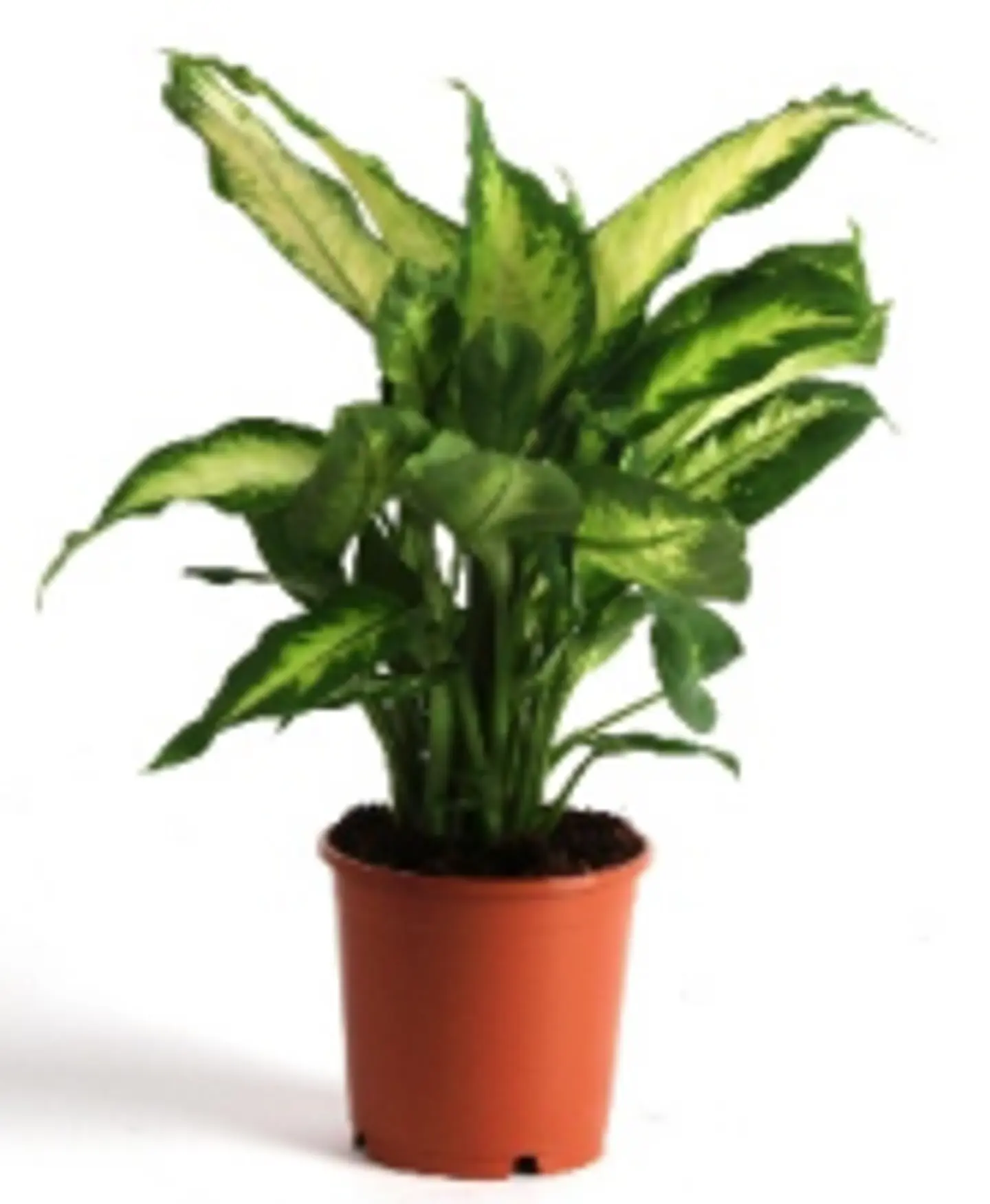 Dieffenbachia Camilla P12