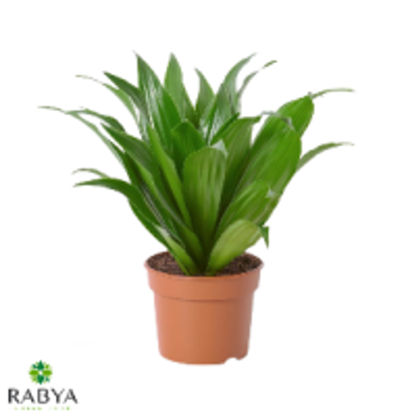 Dracaena Compacta P12