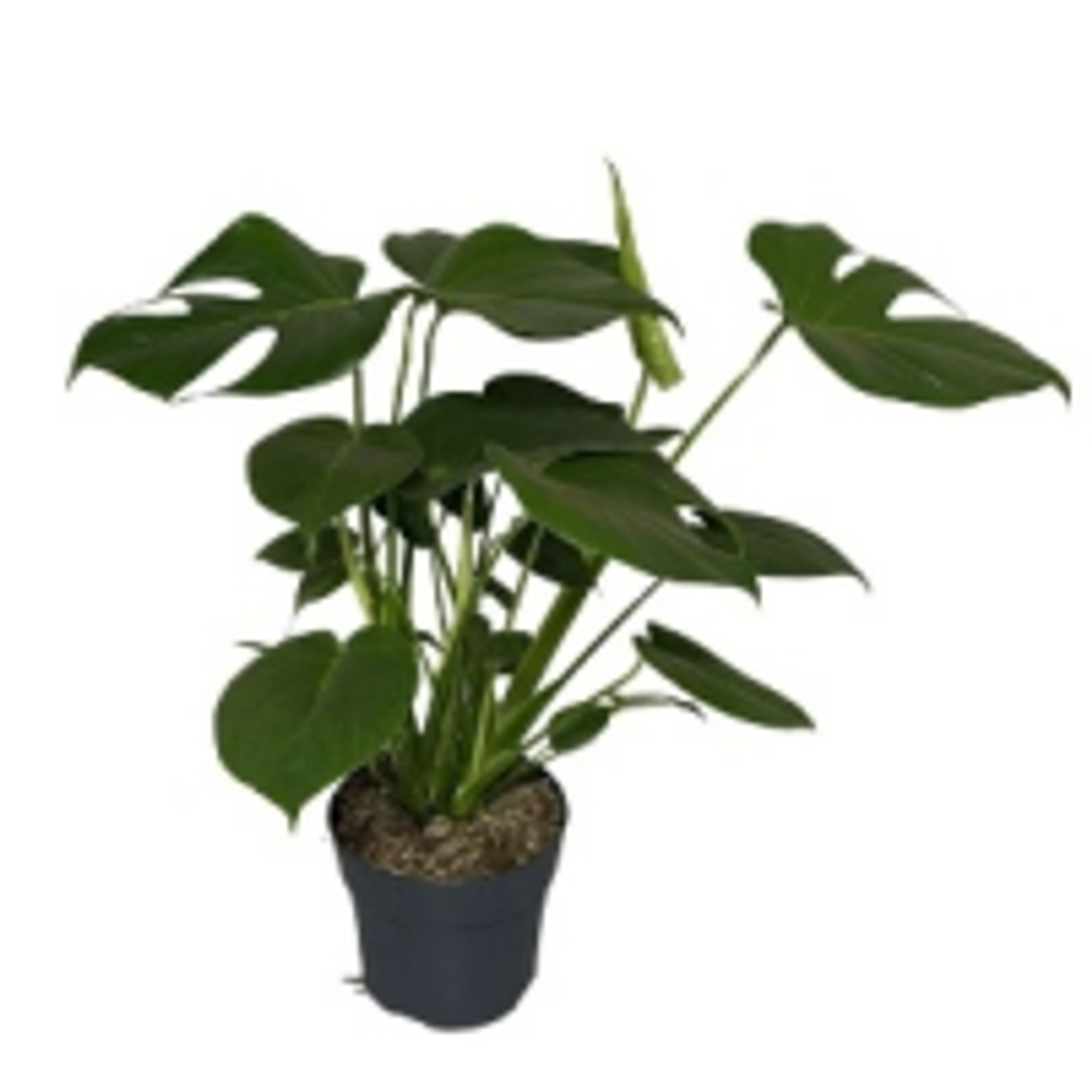 Monstera Adansonii P17 H65
