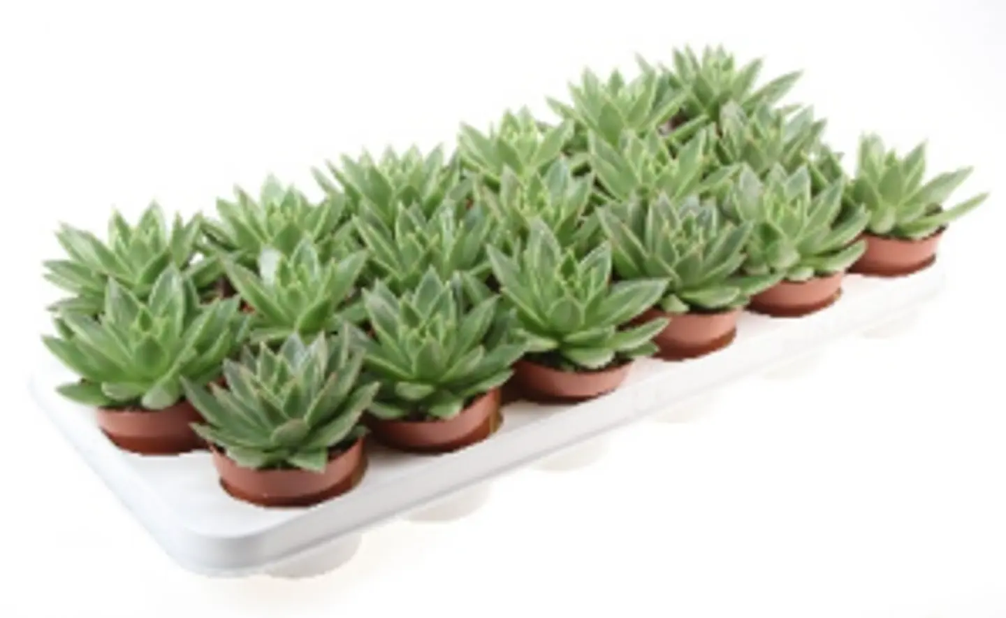 Echeveria Miranda P8.5 H12