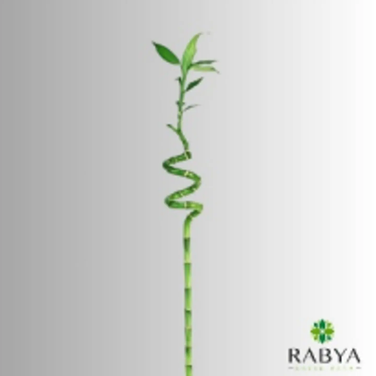 Curly Bamboo Large