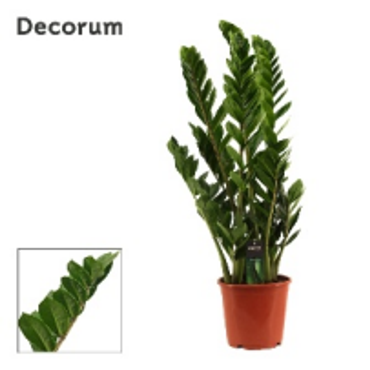 Zamioculcas Zamiifolia P21 H100