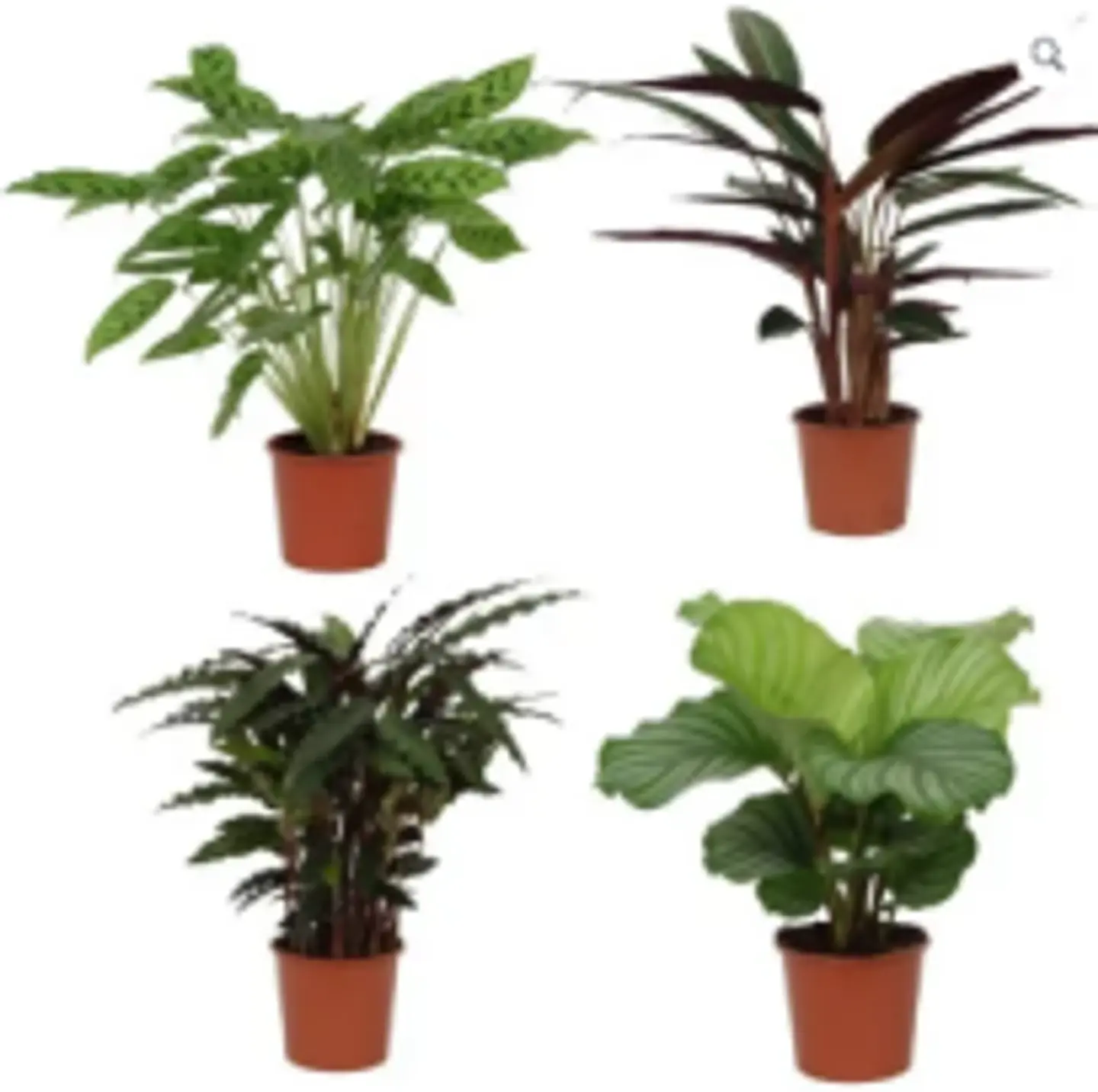Calathea Mix