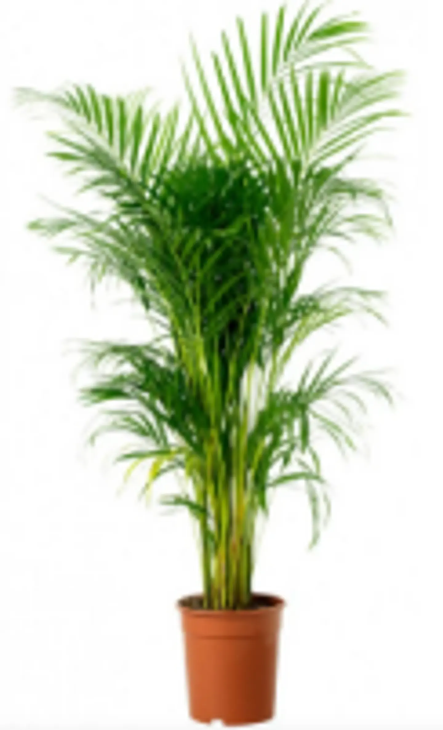 Areca 150 Cm