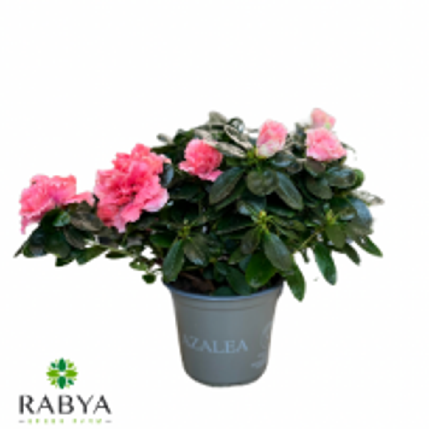 Rhododendron Sim. Mixed 2 Stek P12 H22