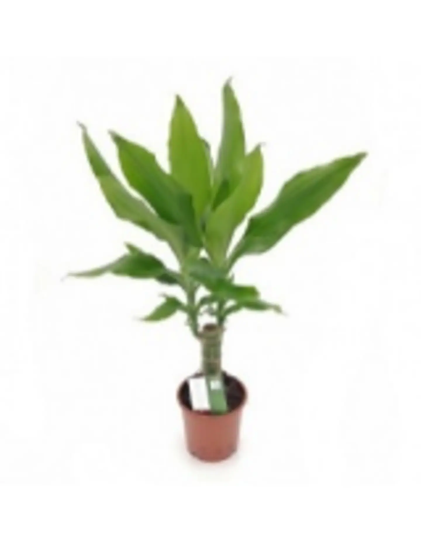 Dracaena Fr. Steudneri P11 H45
