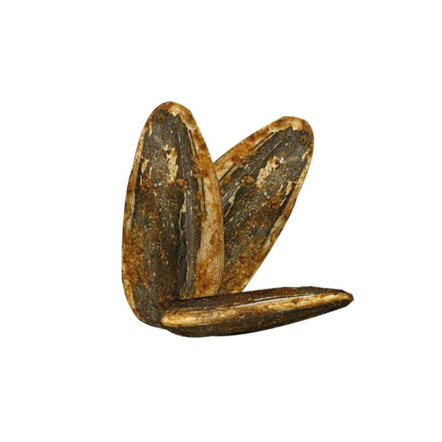 Sunflower Seed Smoked