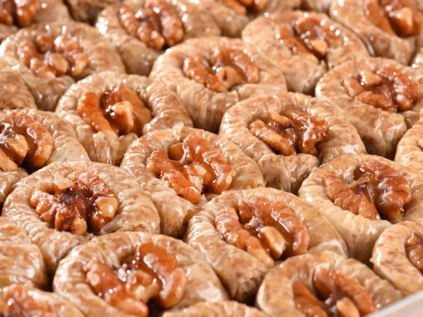 جوزلي بلبل