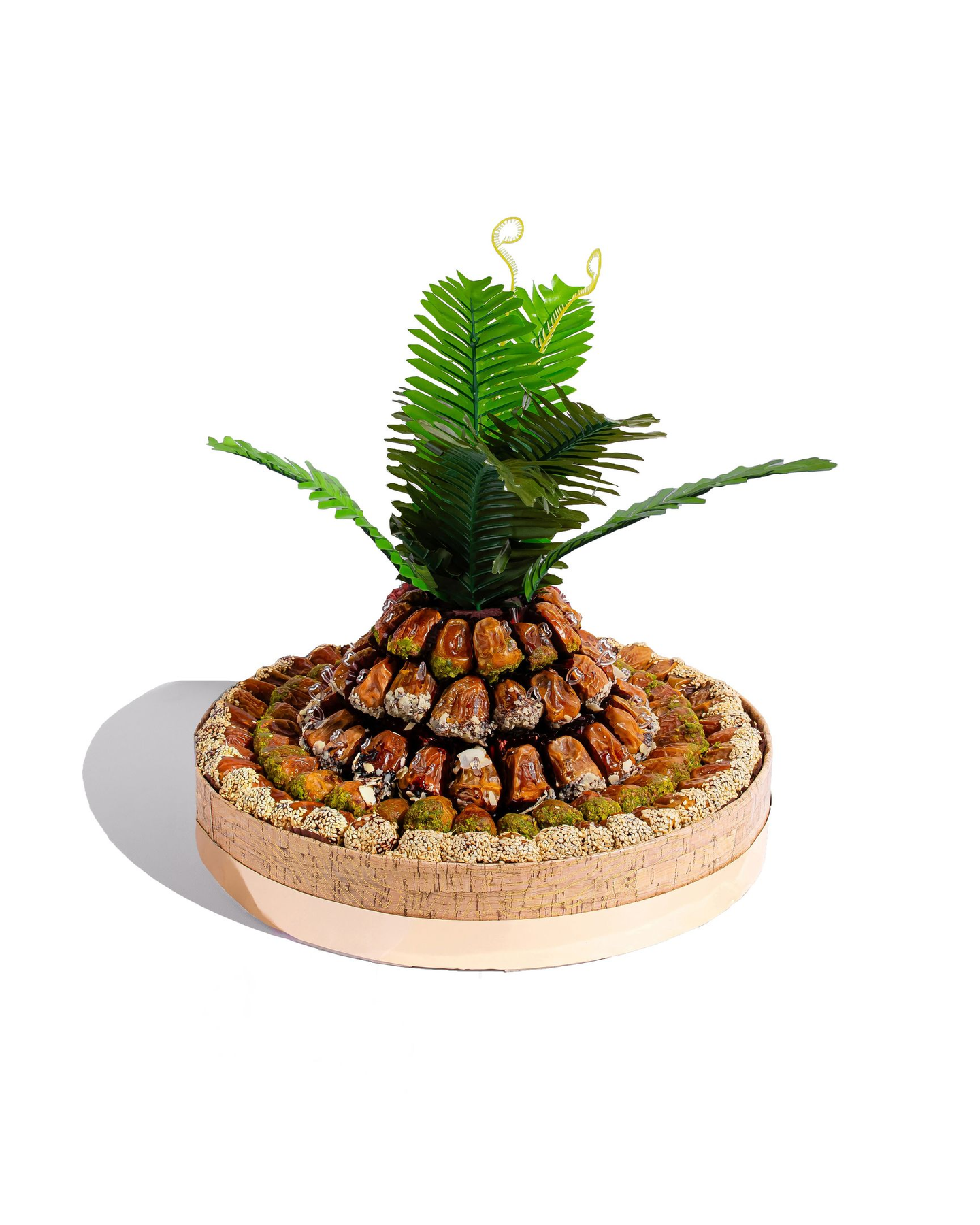 Small Size Date Palm