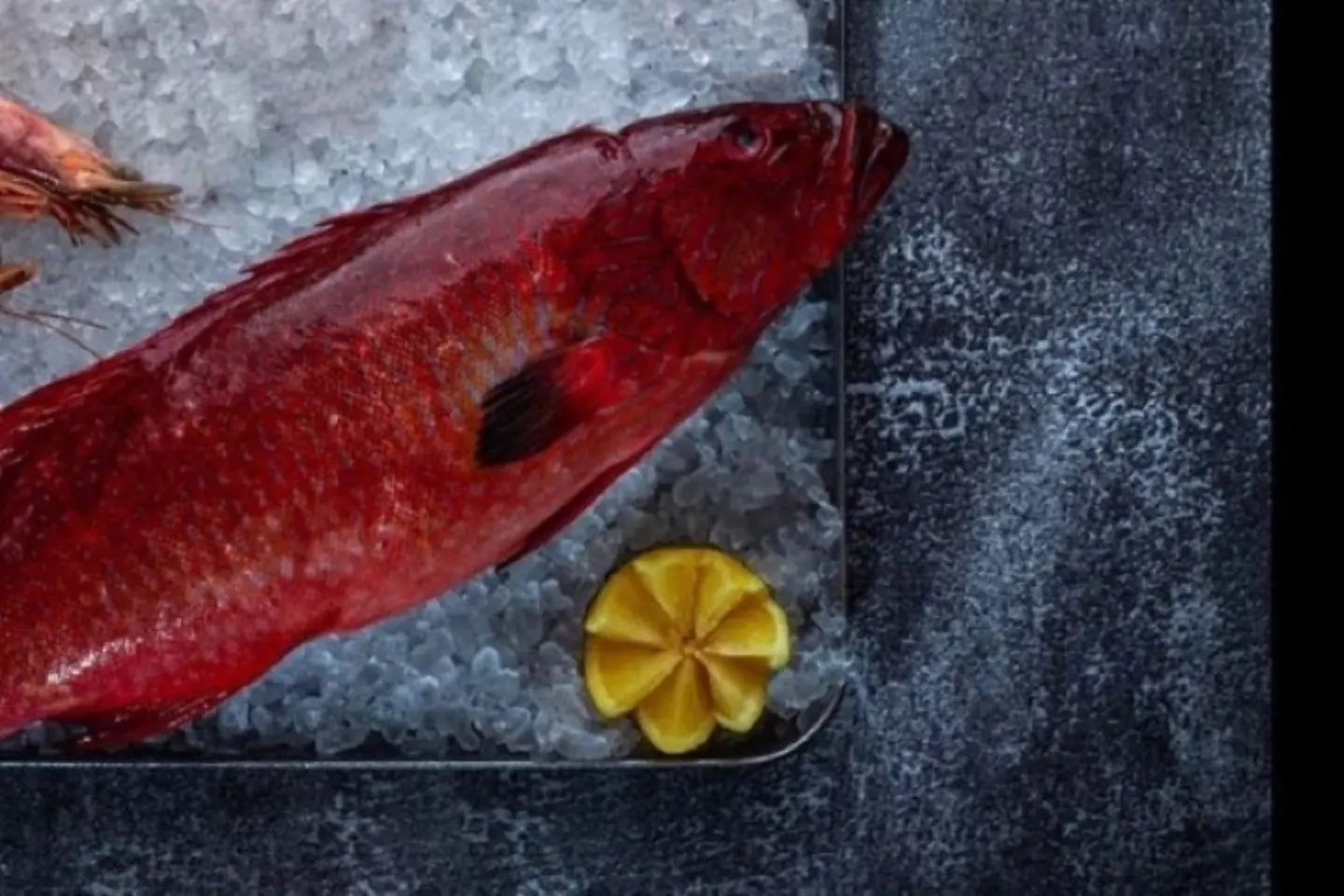 Coral Trout Fish