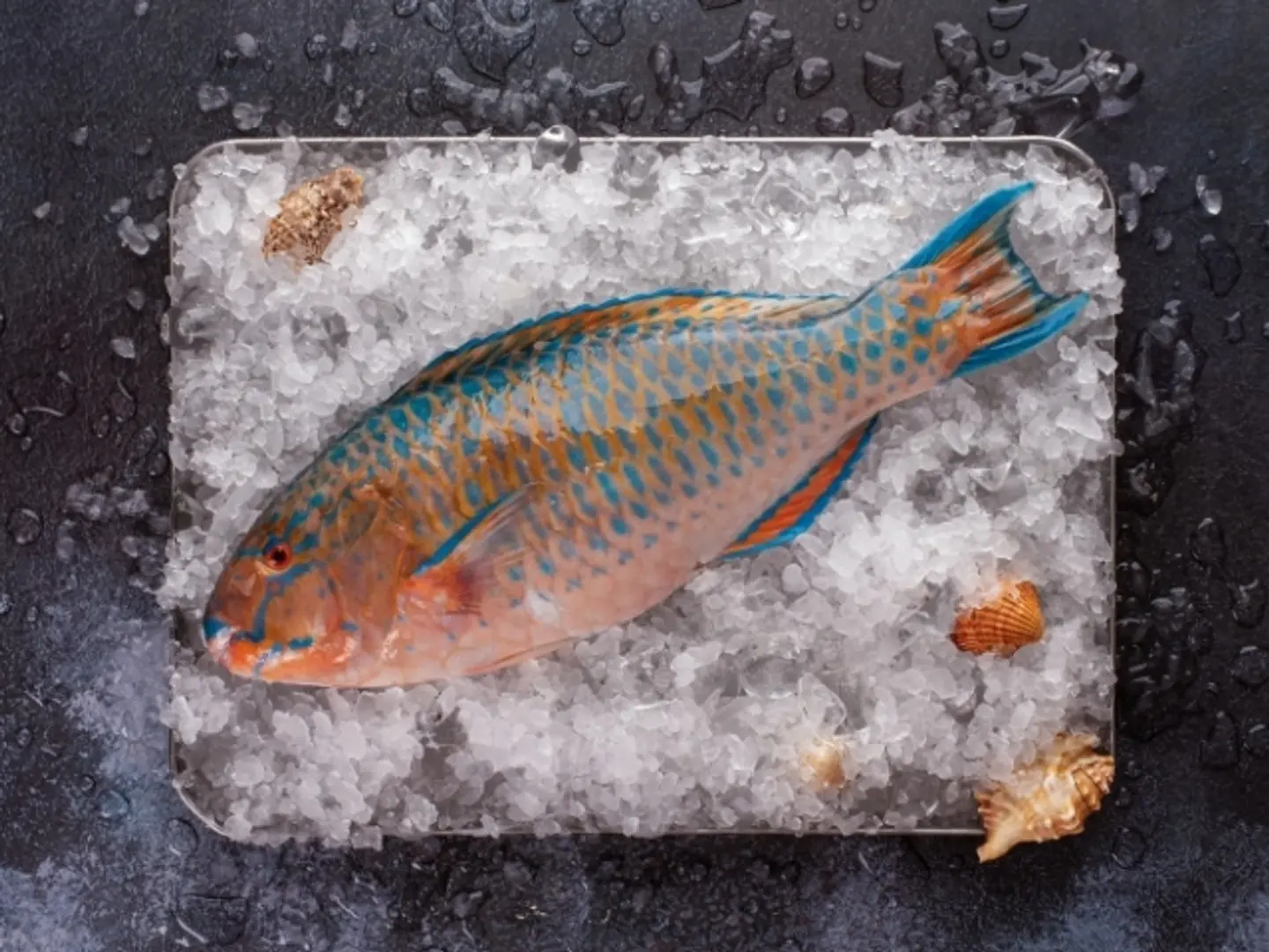 Parrot Fish