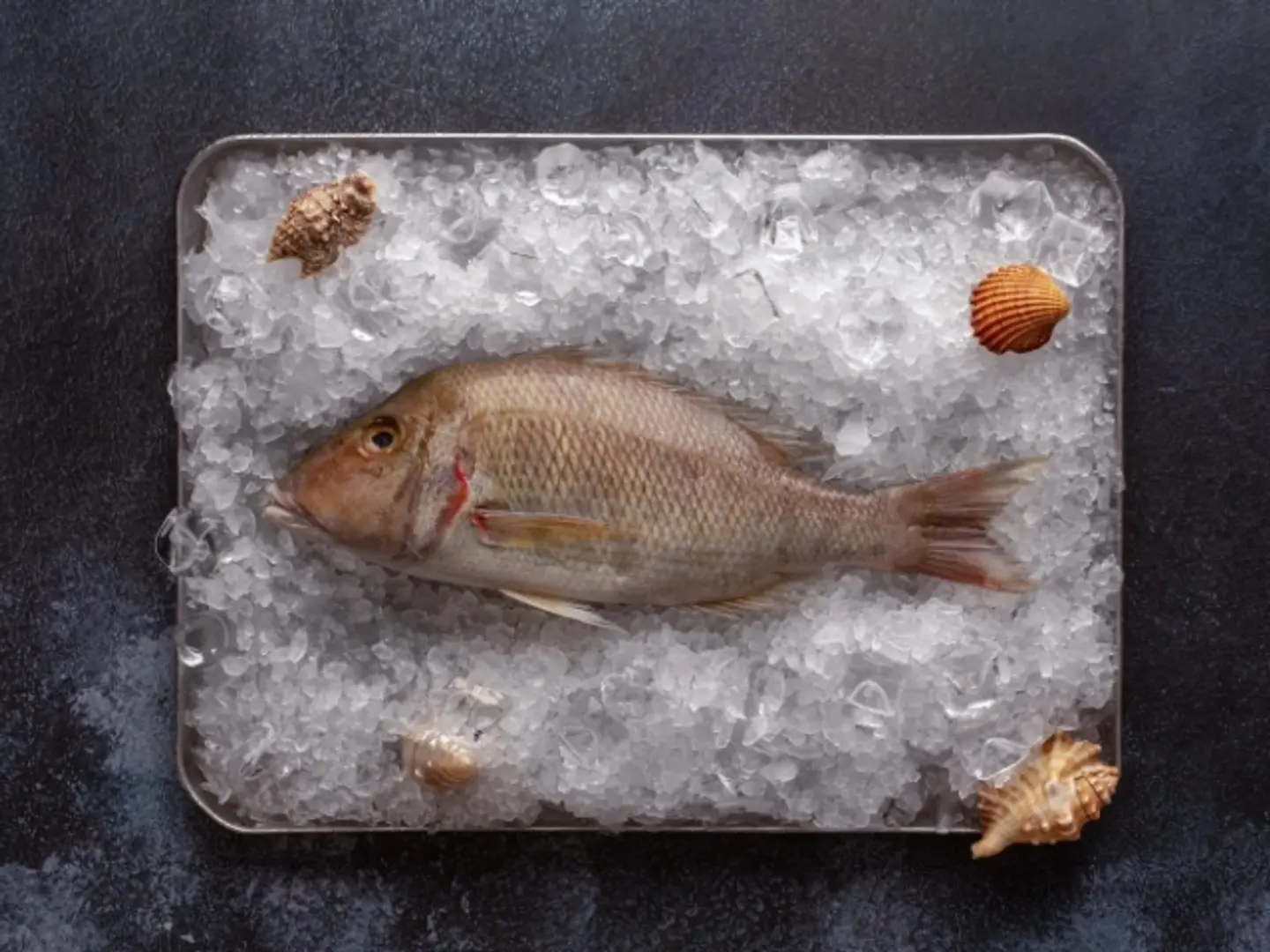 Emperor Fish