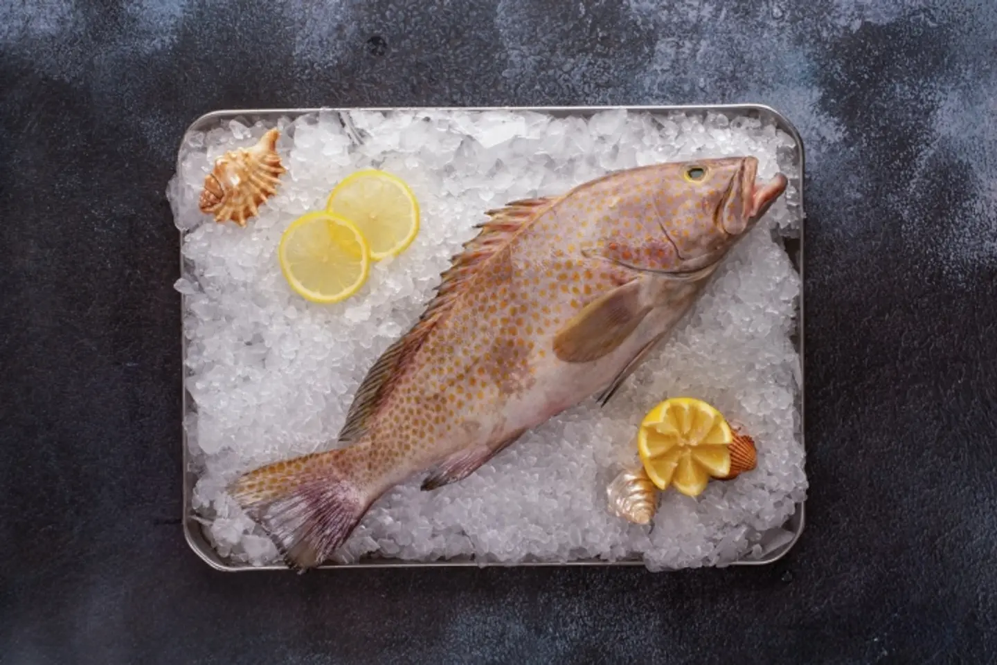Grouper Fish
