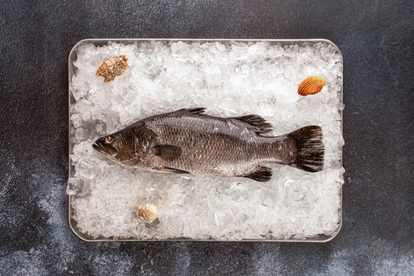 Sea Bass Fish