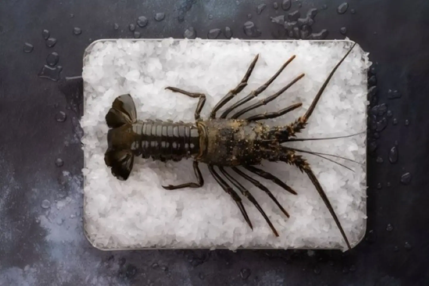 Lobster