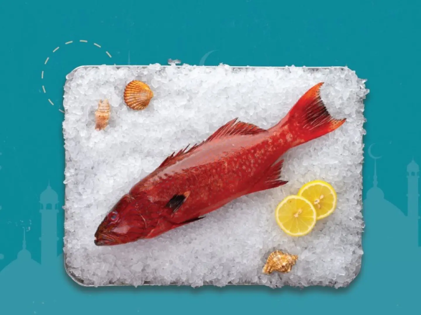 Coral Trout Fish