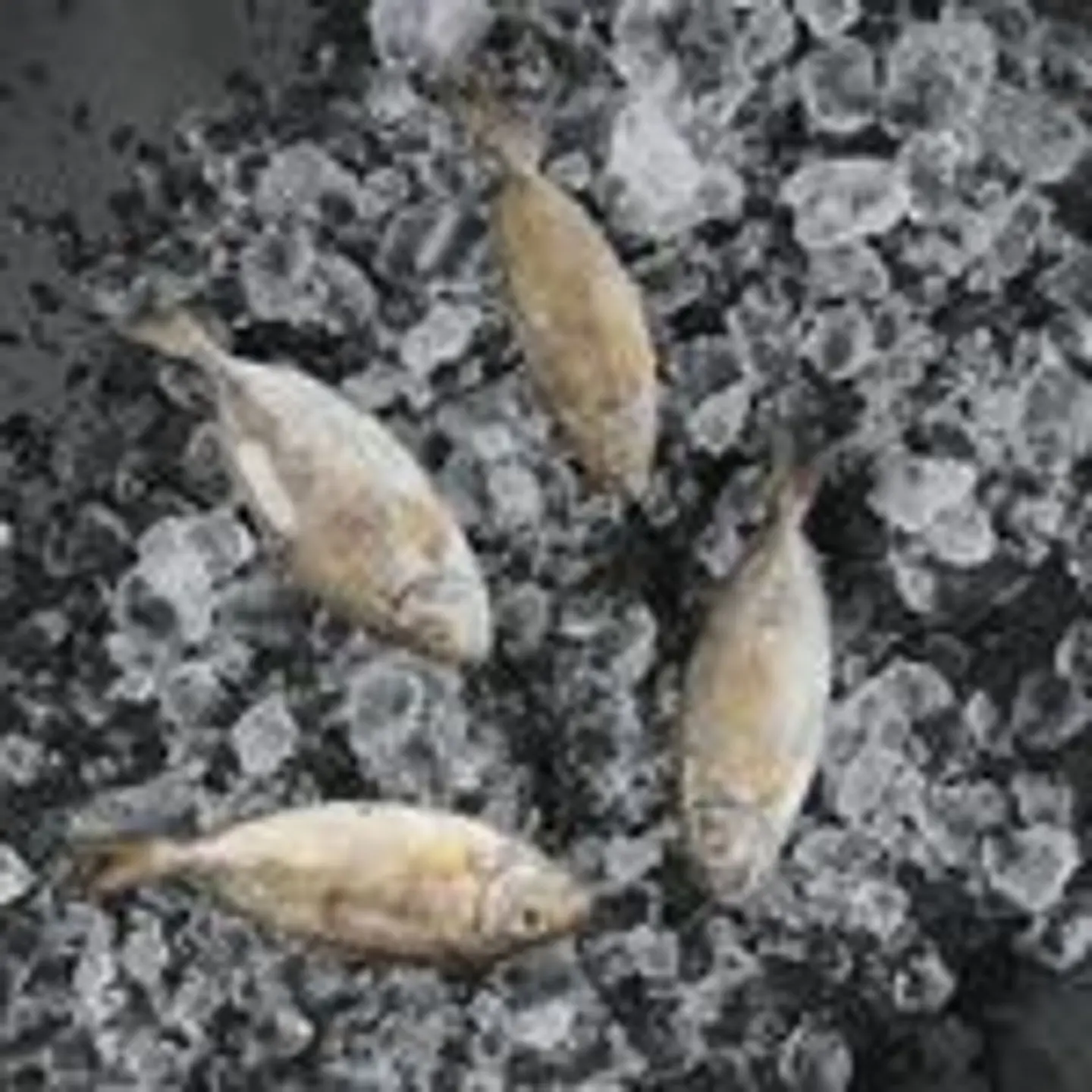 سمك سيجان مشوي