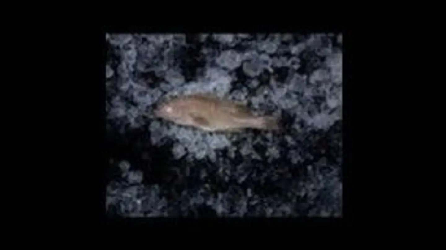 Hamour Fried