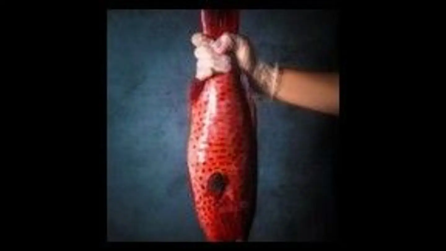 Najil Fish Fried