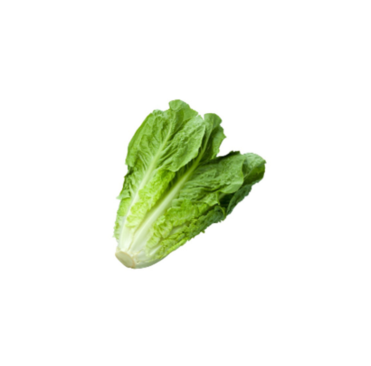 خس رومين حبة