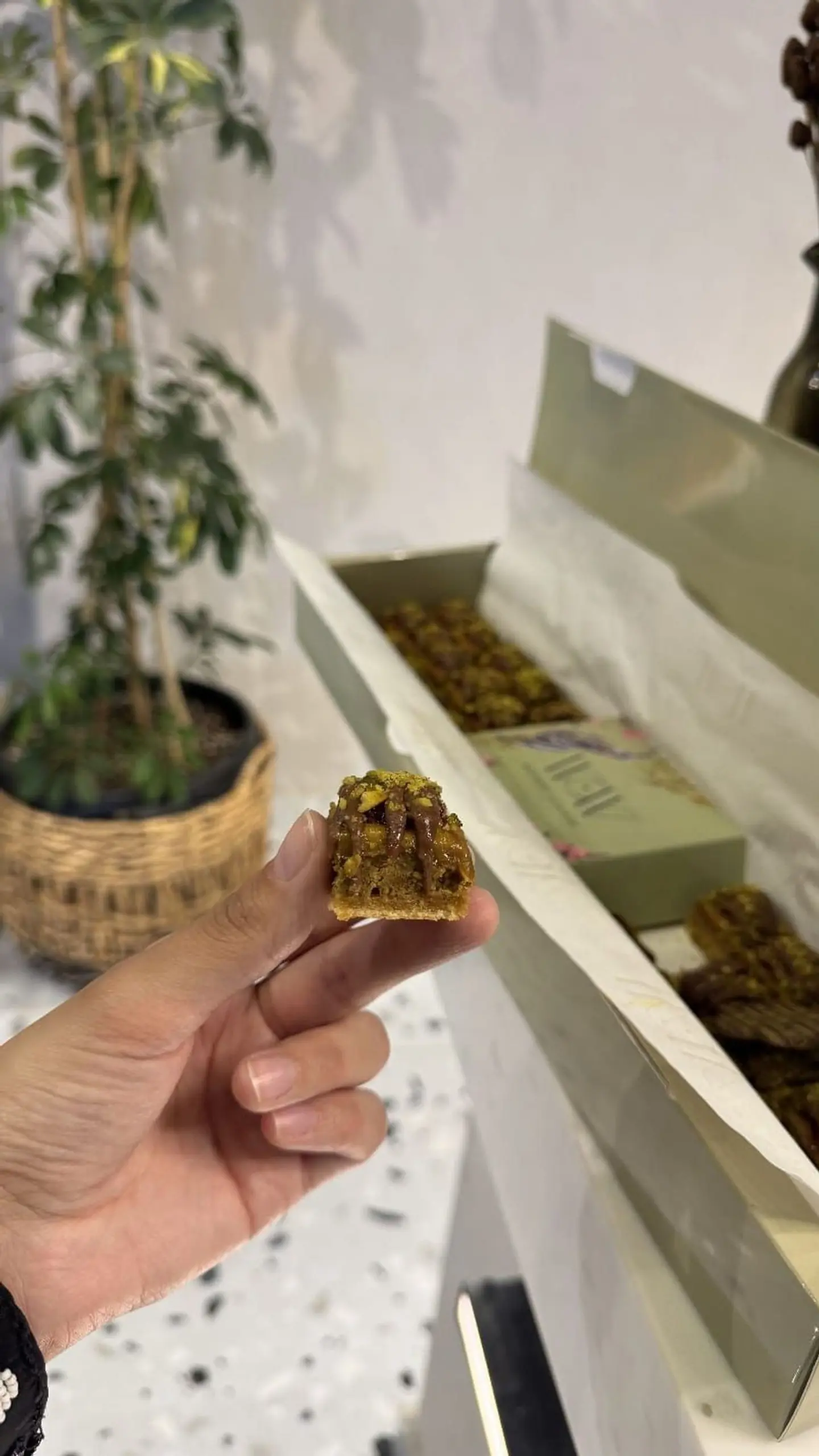 شوكس توت