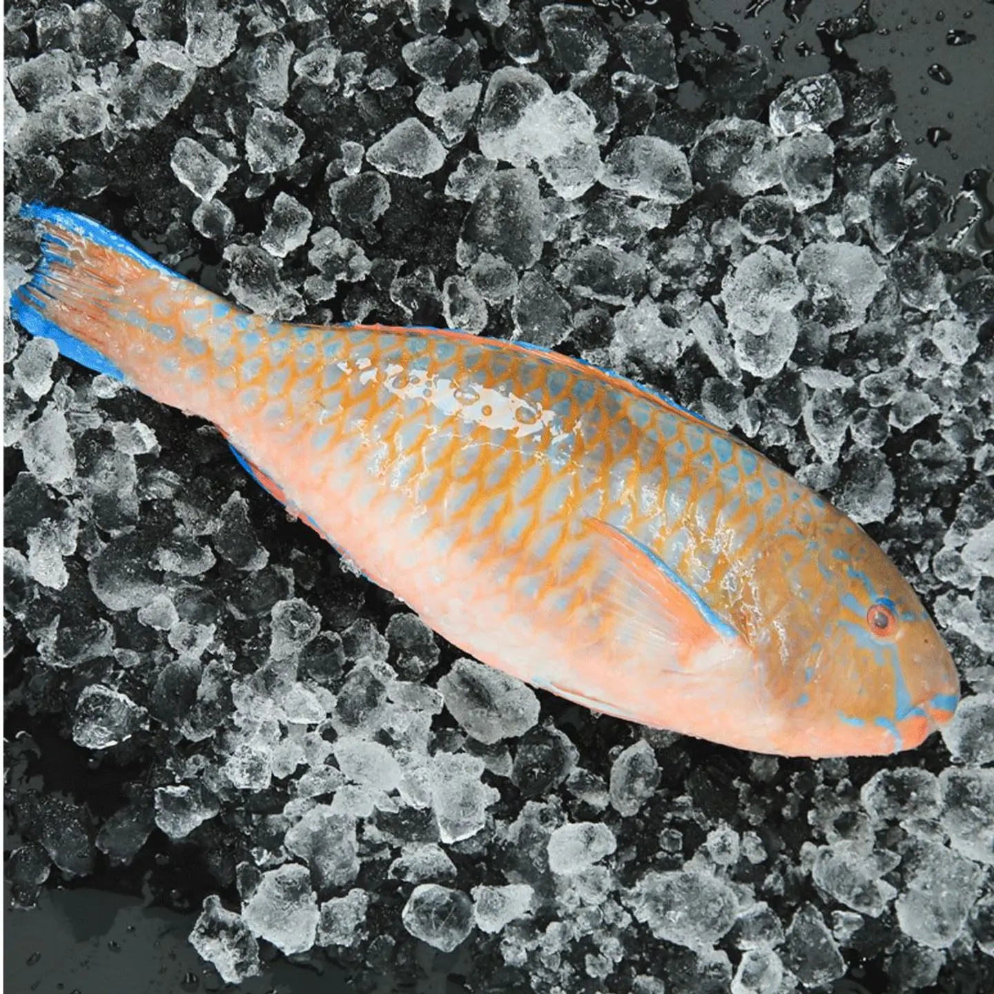 سمك الحريد المقلي