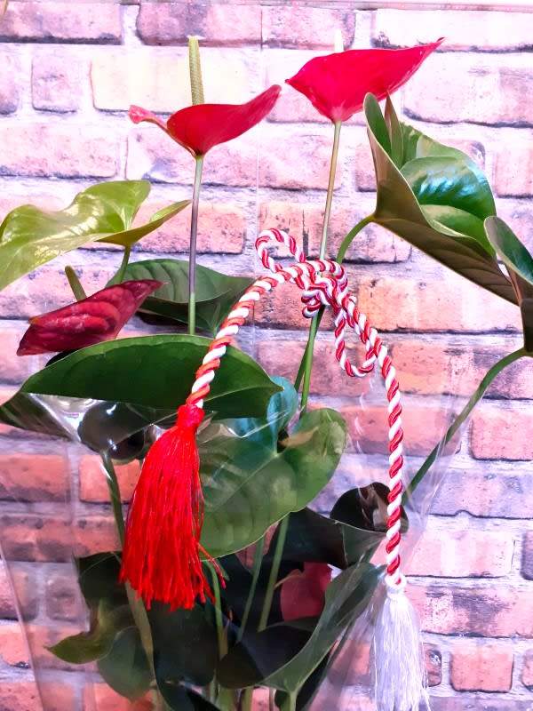 Anthurium la ghiveci