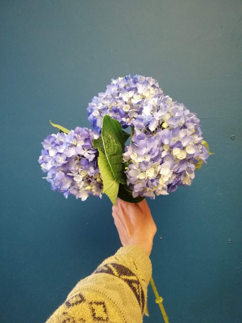 Hortensia Azul