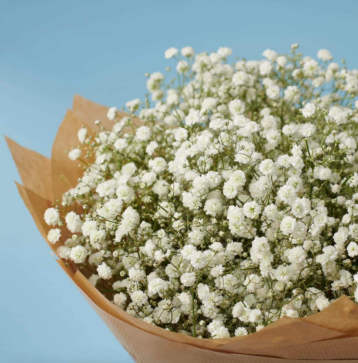 თეთრი გიფსოფილა (5ტოტი)